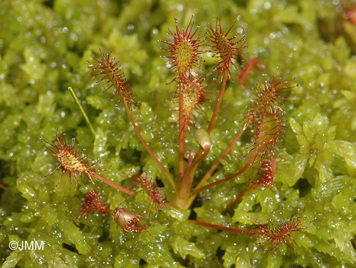 Drosera intermedia