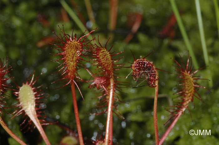 Drosera intermedia