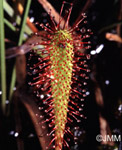 Drosera anglica