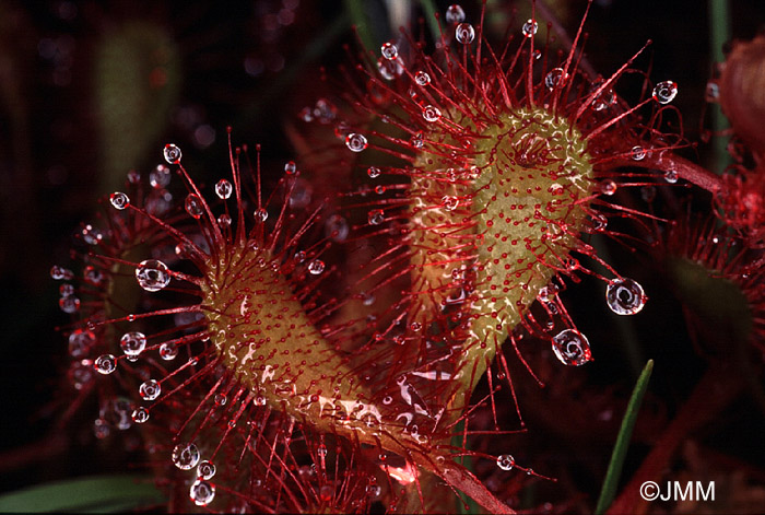 Drosera x obovata