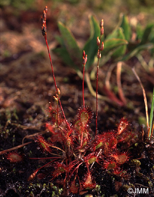 Drosera x obovata