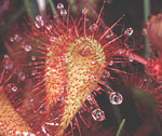 Drosera obovata