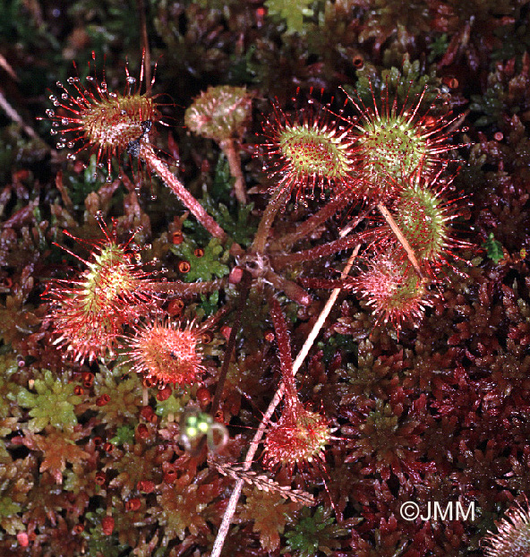 Drosera rotundifolia