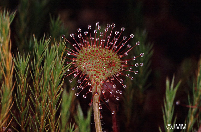 Drosera rotundifolia