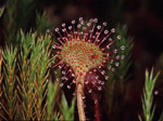 Drosera rotundifolia