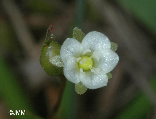 Drosera rotundifolia