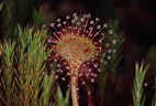 Drosera rotundifolia