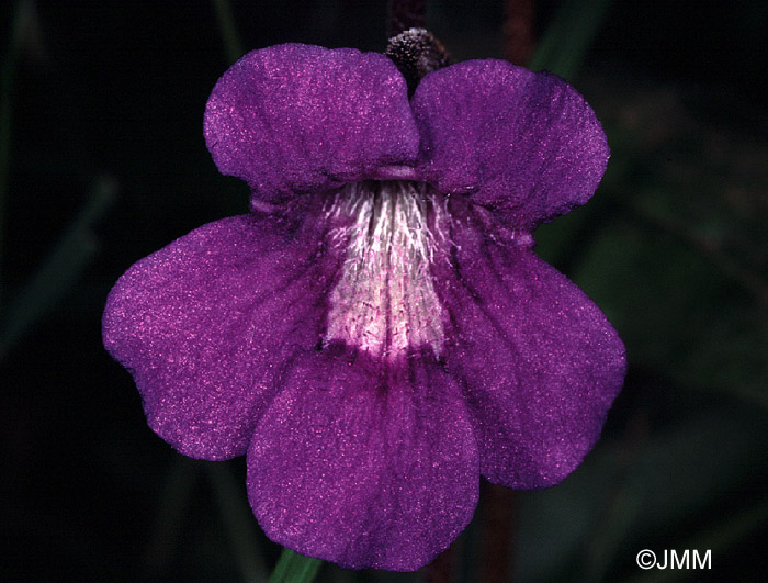 Pinguicula grandiflora