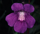 Pinguicula grandiflora