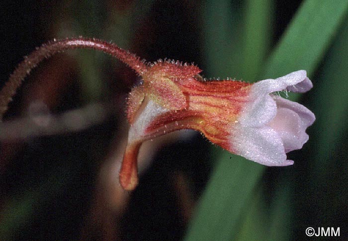 Pinguicula lusitanica