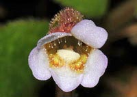 Pinguicula lusitanica