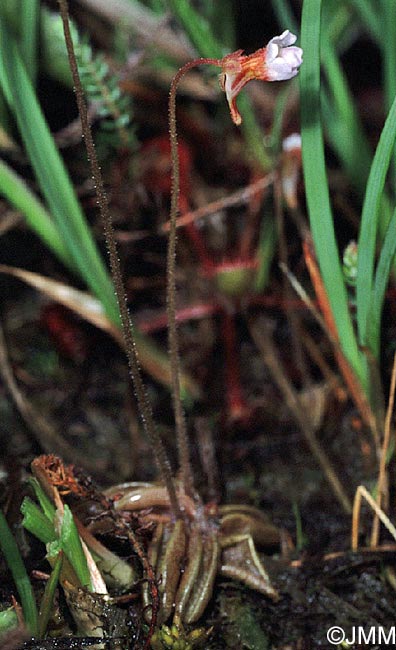 Pinguicula lusitanica