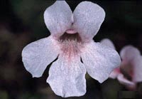 Pinguicula grandiflora subsp. rosea