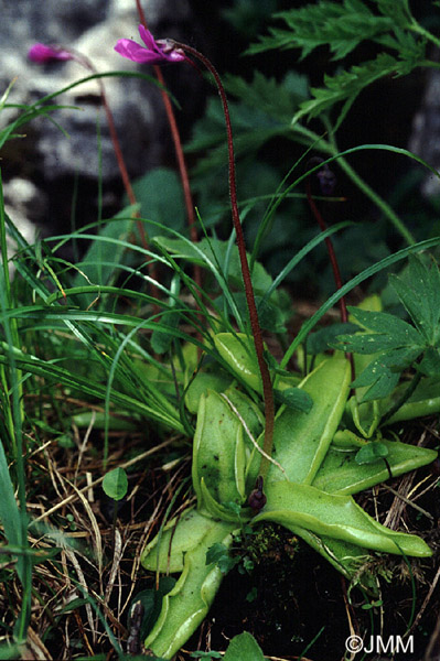 Pinguicula vulgaris