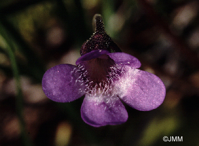 Pinguicula vulgaris