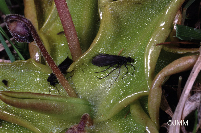 Pinguicula vulgaris