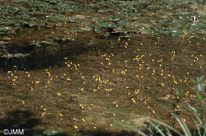 Utricularia australis