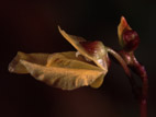 Utricularia minor