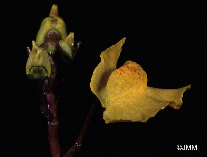 Utricularia australis