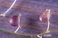 Utricularia stygia