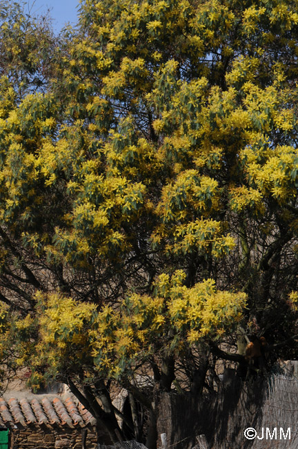 Acacia dealbata