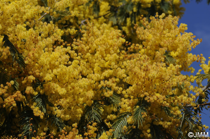 Acacia dealbata