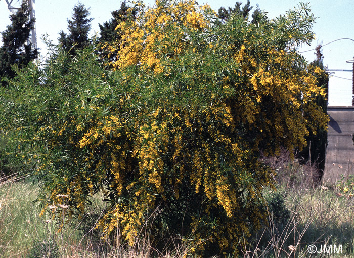 Acacia retinodes