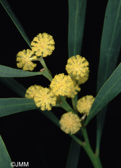 Acacia retinodes