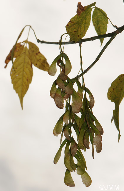 Acer negundo