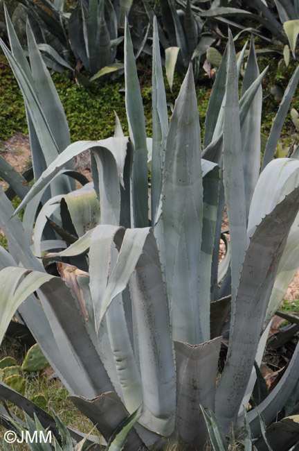 Agave americana