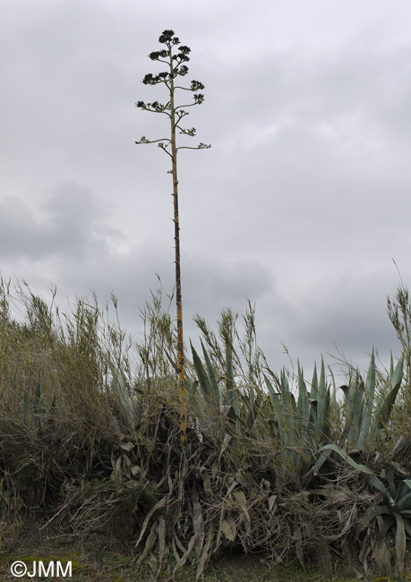 Agave americana