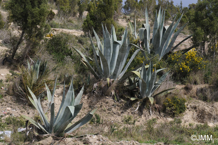 Agave americana