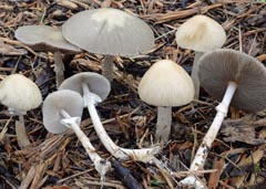 Agrocybe rivulosa