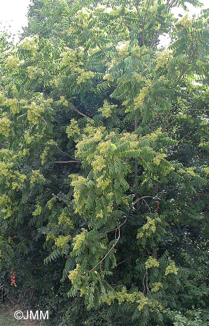 Ailanthus altissima