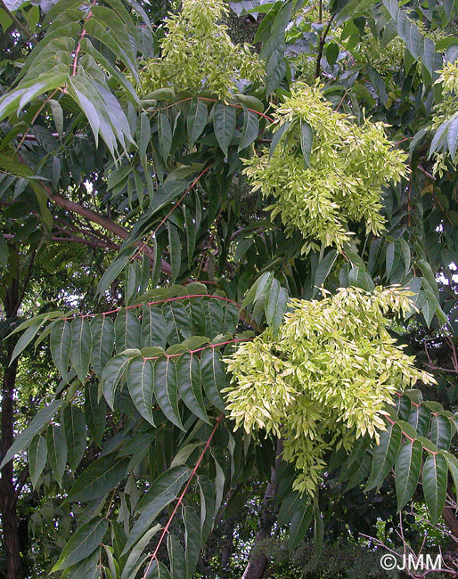 Ailanthus altissima