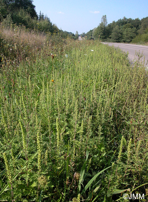 Ambrosia artemisiifolia