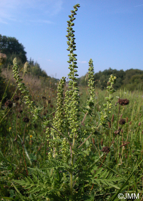 Ambrosia artemisiifolia