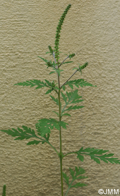 Ambrosia artemisiifolia