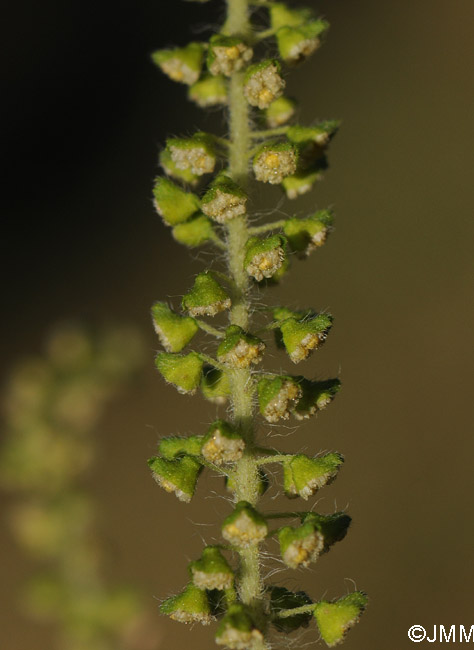 Ambrosia artemisiifolia