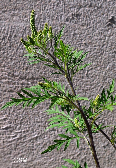 Ambrosia artemisiifolia