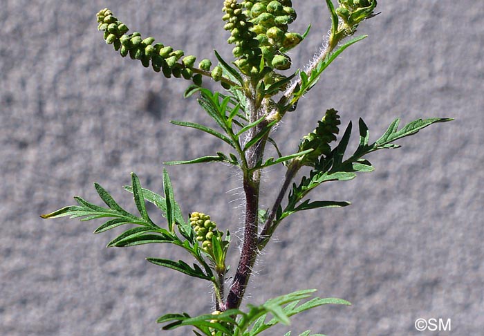 Ambrosia artemisiifolia