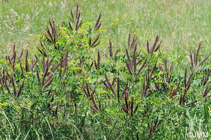 Amorpha fruticosa