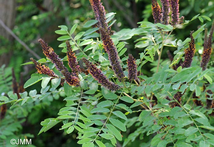 Amorpha fruticosa