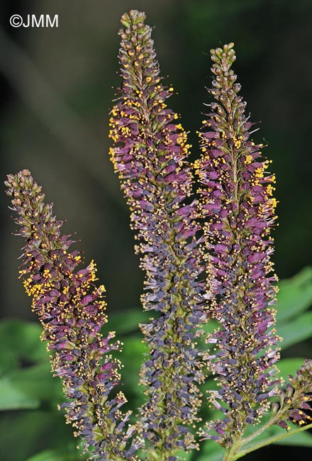 Amorpha fruticosa