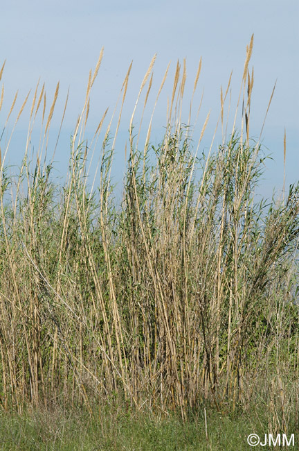 Arundo donax