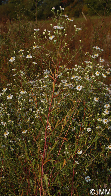 Aster lanceolatus