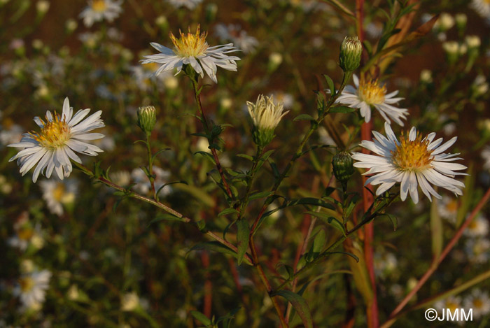 Aster lanceolatus