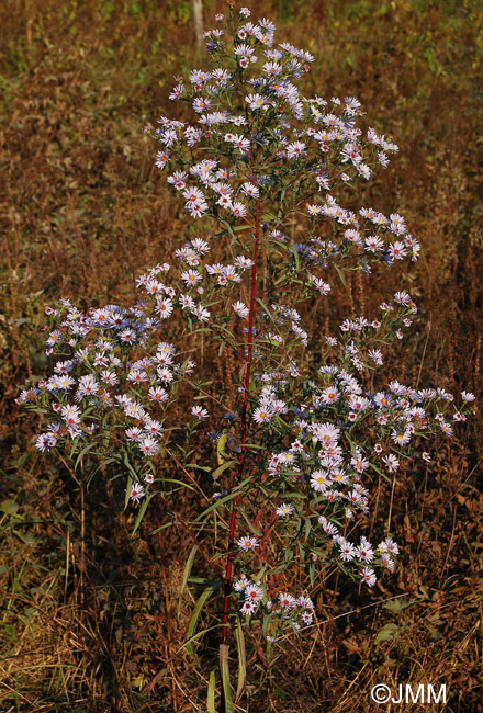 Aster novi-belgii