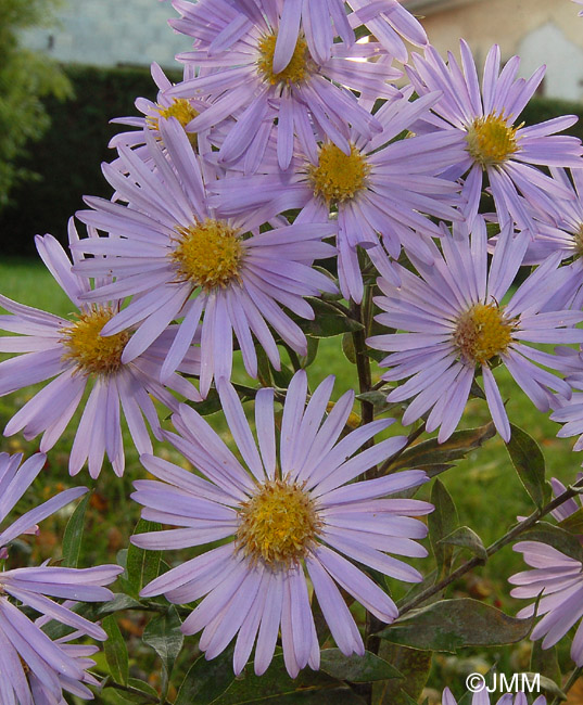 Aster novi-belgii