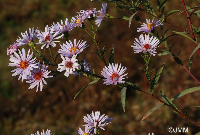 Aster novi-belgii